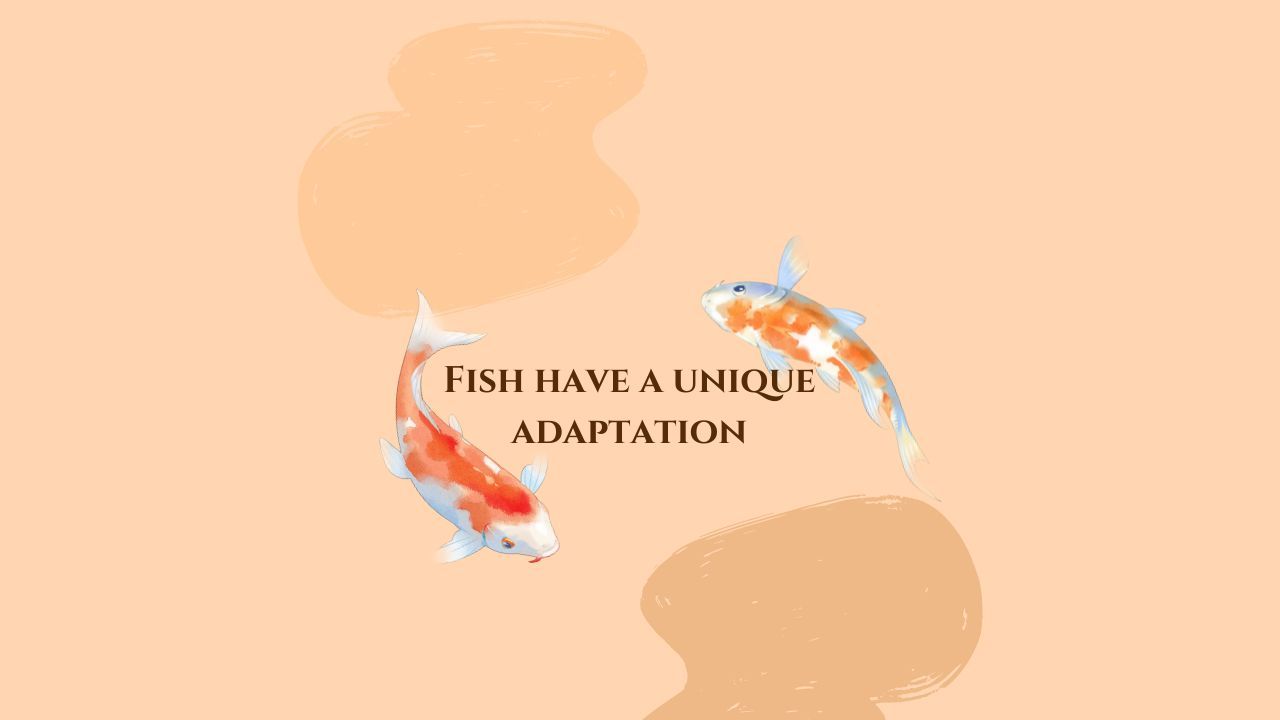 Fish have a unique adaptation ปลามีการปรับตัวที่เป็นเอกลักษณ์